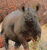 Black Rhino Game Reserve