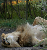 Black Rhino Game Reserve