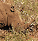 Black Rhino Game Reserve