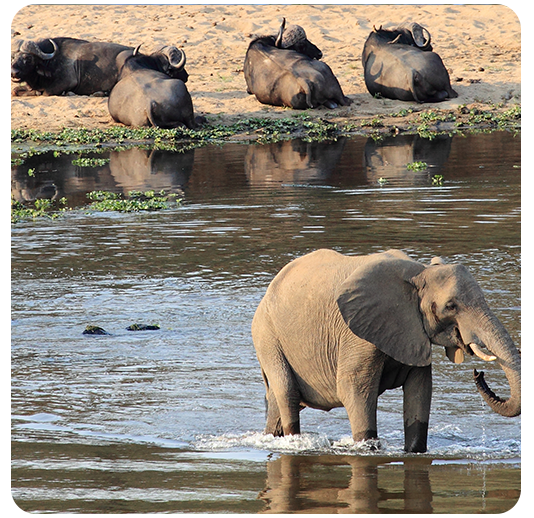 Black Rhino Reserve Shared Ownership